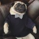 Bulldogen Strick Pullover sehr niedlich Französisch Kleidung Winter Mops Kleidung Hund Bekleidung Haustier Outfit Schnauzer Coat